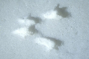 traces d'écureuil