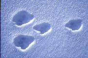 traces de lièvre