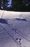 traces de lièvre