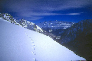traces de martre