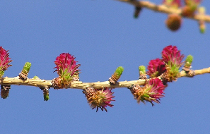 bourgeons de mélèze
