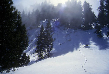 traces de renard