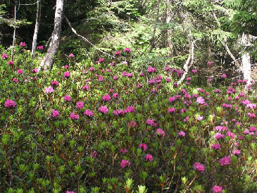 rhododendrons