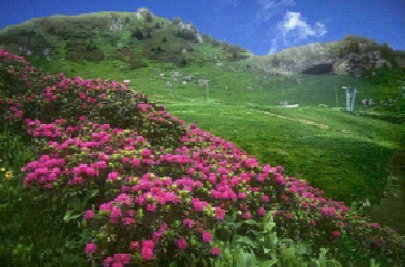 rhododendrons au Recoin de Chamrousse