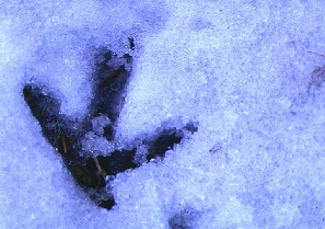 trace de tétras