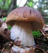 Cep Cep