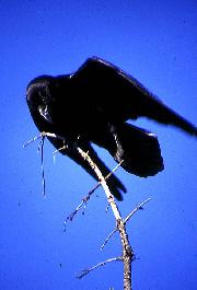 Grand corbeau Grand corbeau