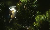 Mésange huppée Mésange huppée