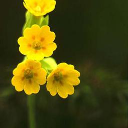 Primevère officinale