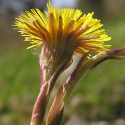 Tussilage