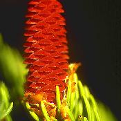 Cône d'épicéa femelle jeune