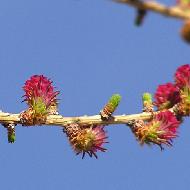 Bourgeons de mélèze