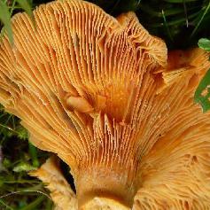 Lactaire des épicéas