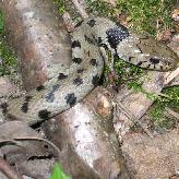 Couleuvre à collier