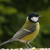 Mésange charbonnière